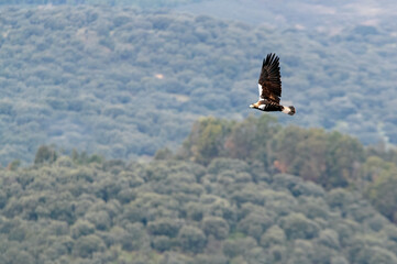Adult female Spanish Imperial Eagle flying in a Mediterranean forest with the first light of day on a cold December day
