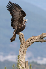 Adult female Spanish Imperial Eagle defending her territory from her favorite lookout of red kites at first light of day