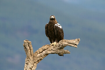 Adult male Spanish Imperial Eagle on his favorite watchtower at first light on a cold winter day
