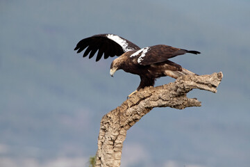 Adult female Spanish Imperial Eagle defending her territory from her favorite vantage point in a Mediterranean ecosystem