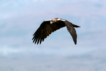 Obraz premium Adult male Spanish Imperial Eagle flying over a Mediterranean ecosystem on a cloudy day