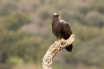Adult male Spanish Imperial Eagle on his favorite watchtower at first light on a cold winter day