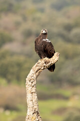 Adult male Spanish Imperial Eagle on his favorite watchtower at first light on a cold winter day