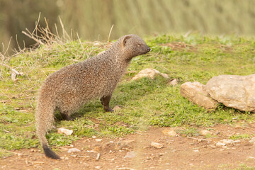 Spanish Mongoose in a Mediterranean forest with the first light of the morning