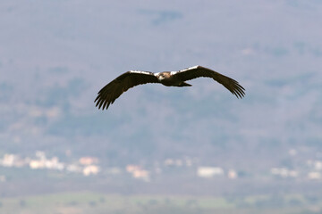 Adult male Spanish Imperial Eagle flying over a Mediterranean ecosystem on a cloudy day