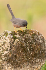 Male Dartford warbler on a rock in his territory at first light on a cold January day