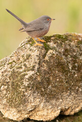 Male Dartford warbler on a rock in his territory at first light on a cold January day