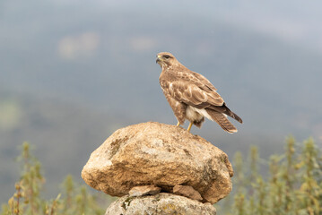 Common buzzard on a rock in its territory in the early morning in a Mediterranean ecosystem