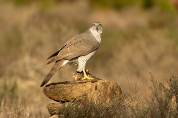 Adult female Northern goshawk defending her territory from another female Northern goshawk in a Mediterranean ecosystem