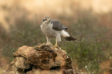 Adult male Northern goshawk in a pine and oak forest in the late afternoon light of a cold January day
