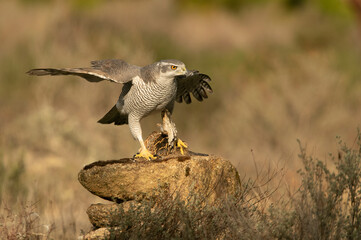 Adult female Northern goshawk in the last light of the afternoon in an oak and pine forest