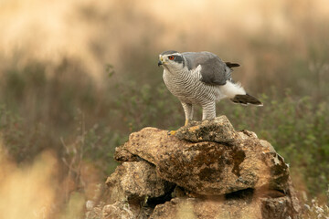 Adult male Northern goshawk in a pine and oak forest in the late afternoon light of a cold January day