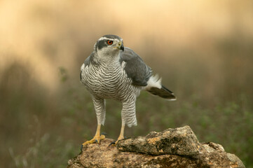 Adult male Northern goshawk in a pine and oak forest in the late afternoon light of a cold January day
