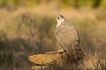 Adult female Northern goshawk defending her territory from another female Northern goshawk in a Mediterranean ecosystem