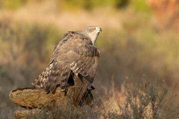 Adult female Northern goshawk defending her food from another female goshawk in a pine and oak forest in the last light of day