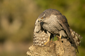 Adult female Northern goshawk defending her food from another female goshawk in a pine and oak forest in the last light of day