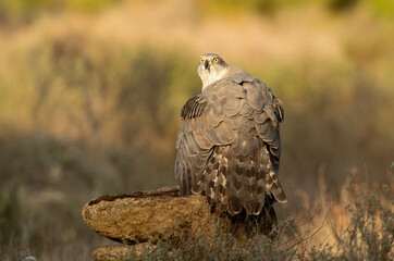 Adult female Northern goshawk defending her territory from another female Northern goshawk in a Mediterranean ecosystem