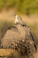 Adult female Northern goshawk defending her food from another female goshawk in a pine and oak forest in the last light of day