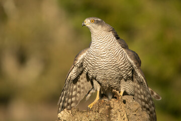 Adult female Northern goshawk defending her territory from another female Northern goshawk in a Mediterranean ecosystem