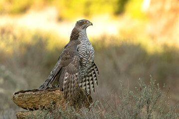 Adult female Northern goshawk defending her territory from another female Northern goshawk in a Mediterranean ecosystem