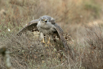 Adult female Northern goshawk defending her food from another female goshawk in a pine and oak forest in the last light of day