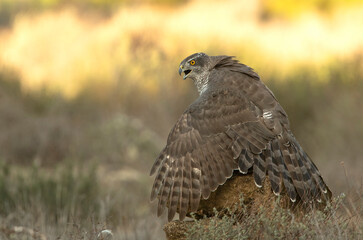 Adult female Northern goshawk defending her food from another female goshawk in a pine and oak forest in the last light of day