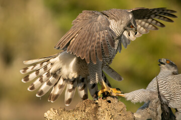 Adult female Northern goshawk defending her territory from another female Northern goshawk in a Mediterranean ecosystem