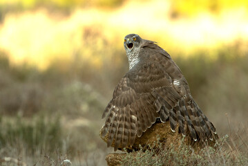 Adult female Northern goshawk defending her territory from another female Northern goshawk in a Mediterranean ecosystem