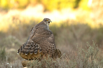 Adult female Northern goshawk defending her territory from another female Northern goshawk in a Mediterranean ecosystem