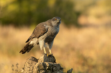 Adult female Northern goshawk in the last light of the afternoon in an oak and pine forest