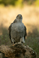 Adult female Northern goshawk in the last light of the afternoon in an oak and pine forest