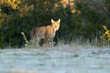 Young female Iberian Lynx early on a cold winter morning in a Mediterranean ecosystem
