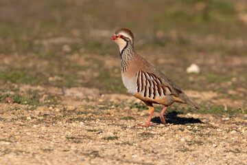 Red legged partridge in the early hours of a cold winter morning in a Mediterranean ecosystem