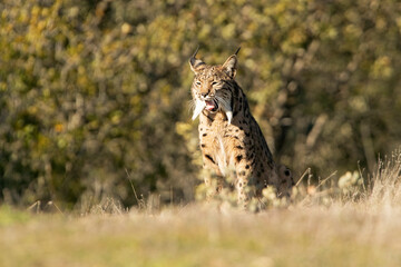 Adult male Iberian Lynx in a Mediterranean forest in the early evening light of a cold January day