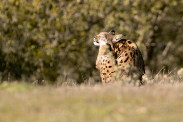 Adult male Iberian Lynx in a Mediterranean forest in the early evening light of a cold January day