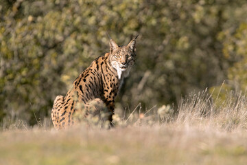 Adult male Iberian Lynx in a Mediterranean forest in the early evening light of a cold January day