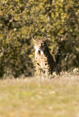 Naklejka na ściany i meble Adult male Iberian Lynx in a Mediterranean forest in the early evening light of a cold January day