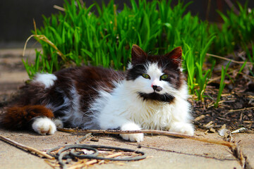 Belle maman chat noir et blanc