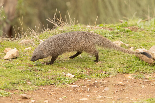 Spanish Mongoose in a Mediterranean forest with the first light of the morning