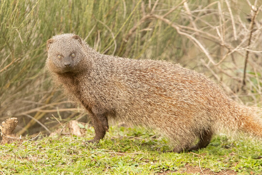 Spanish Mongoose in a Mediterranean forest with the first light of the morning