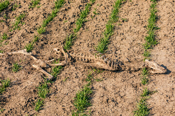 Auf einem landwirtschaftslichen Feld liegt ein Skelett von einem Reh oder einem anderen Tier