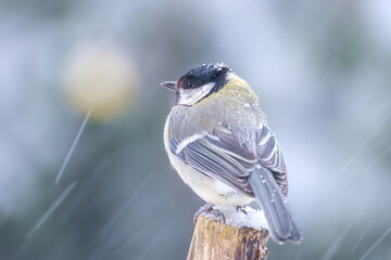 Kohlmeise im Schneegestöber © Jan Rzaczek