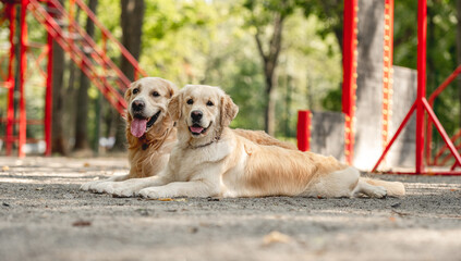 Golden retriever dogs outdoors