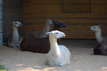 Les lamas au zoo © fcaplette