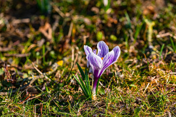 Ein einzelner lila weißer Krokus in einer Wiese im Frühling