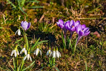 Fototapeten Nahaufnahme von lila Krokussen und malerischen Schneeglöckchen die im traumhaften Frühling in Hessen austreiben © reisezielinfo