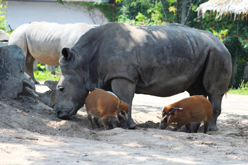 Fototapeta premium Les rhinocéros au zoo