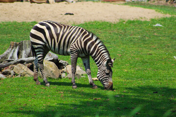Fototapeta na wymiar Les zébres au zoo