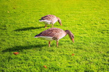 two Greylag gooses on green grass in Rosenborg Castle Gardens. Copenhagen, Denmark