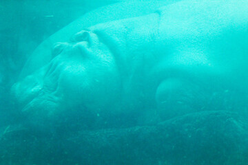 Un hippopotame dormant dans son bassin au zoo